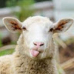 Meet your Posher, Peter